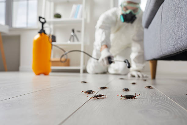 Post-Treatment Bed Bug Interceptor Monitoring in Lightstreet